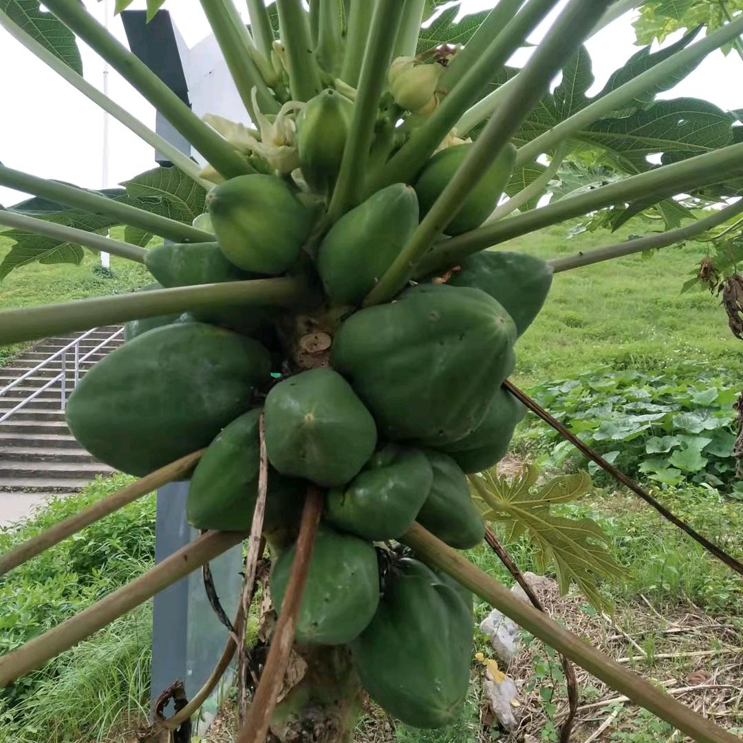 吴朝琴，从此关上心门