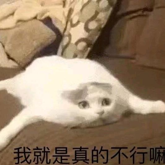 白开心头像