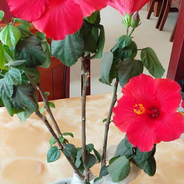 顺其自然