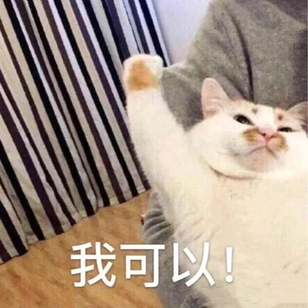 铲屎官娇娇