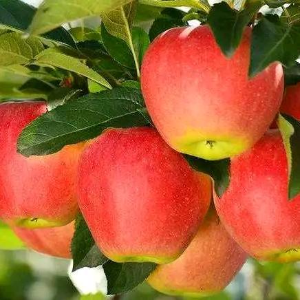 芳华米悦