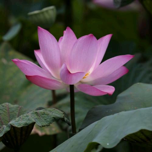 美荣