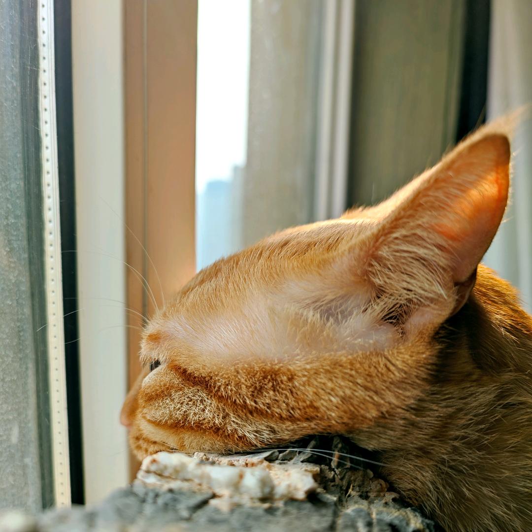 抱石山房