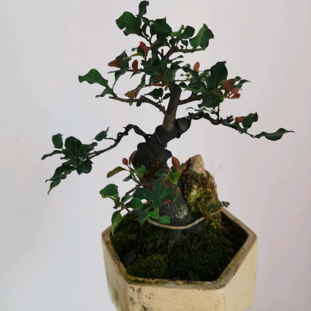 屏山县黄家园艺店