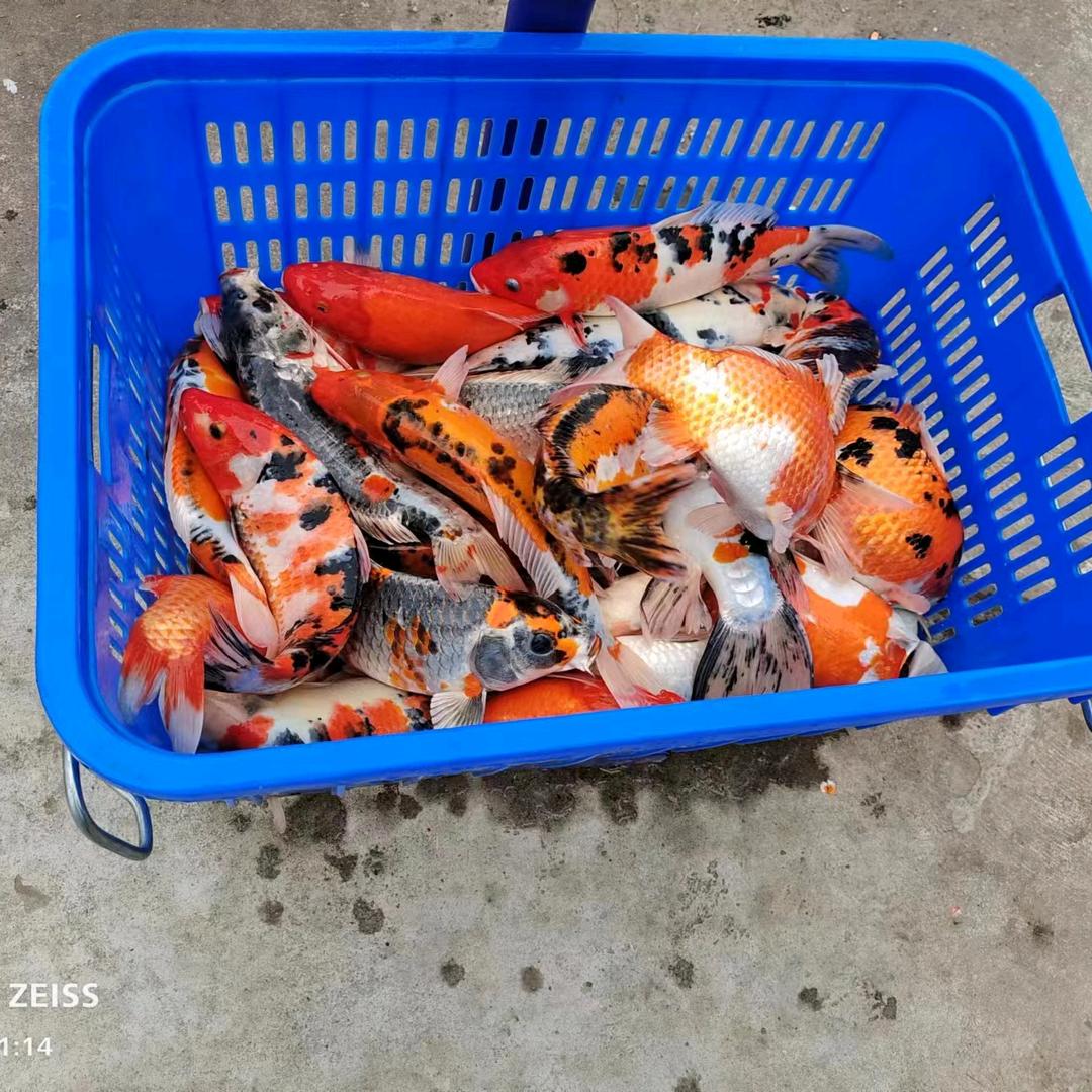 西峡县黑磊锦鲤养殖园