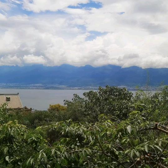 麦李