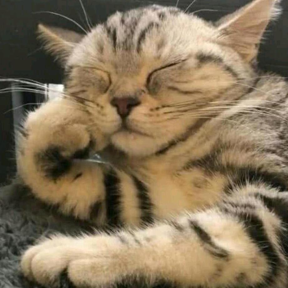 睡猫（传统文化）