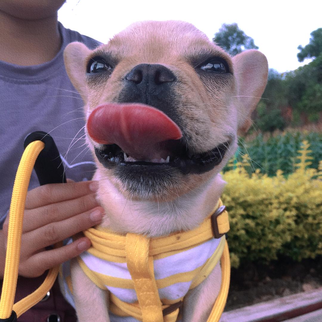 法斗simba