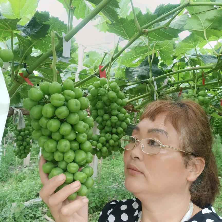 阳光玫瑰葡萄李爱玲