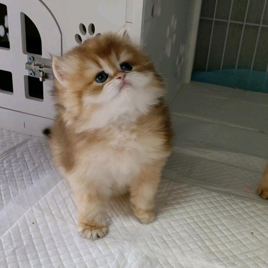 滁州杰睿宠物店（犬猫现货）