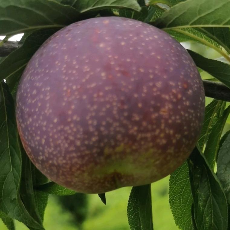 陈洪江生态瓜果种植场