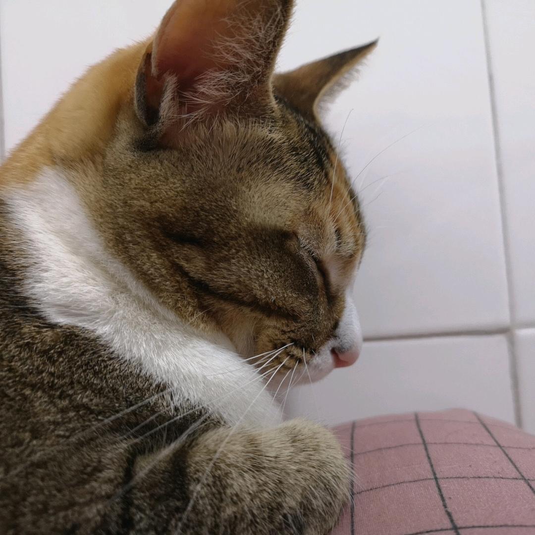 聪明伶俐小凉粉头像