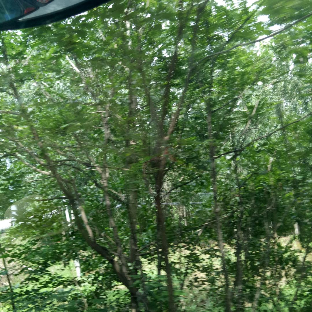 大傻子