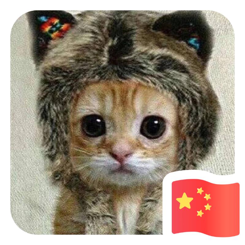 雨中的猫🐱