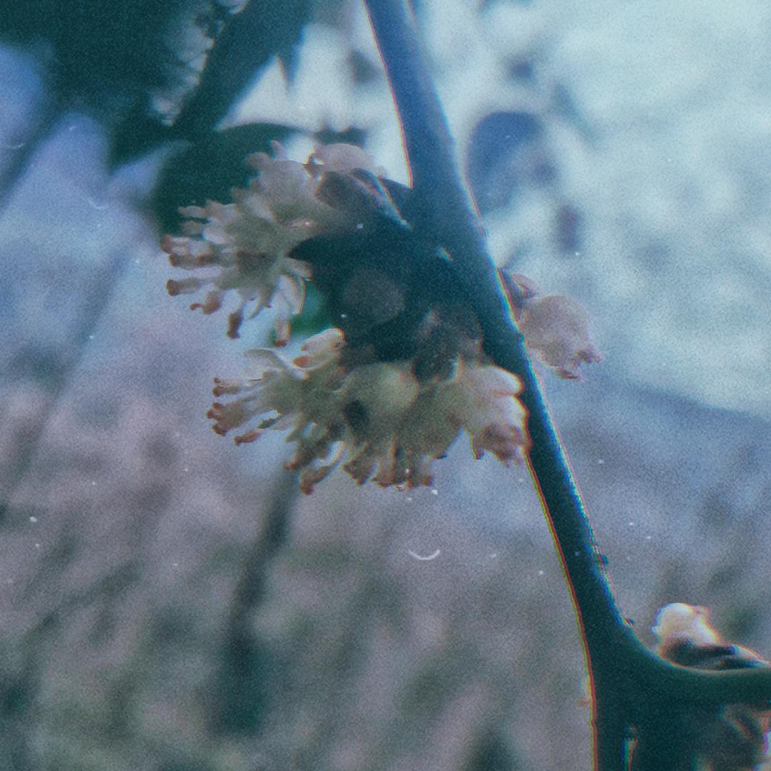 李