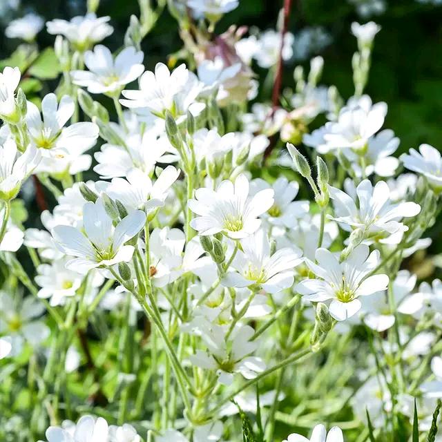 苔花写对联