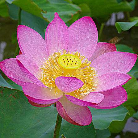 🌸🌸🌸花开富贵🌸🌸🌸