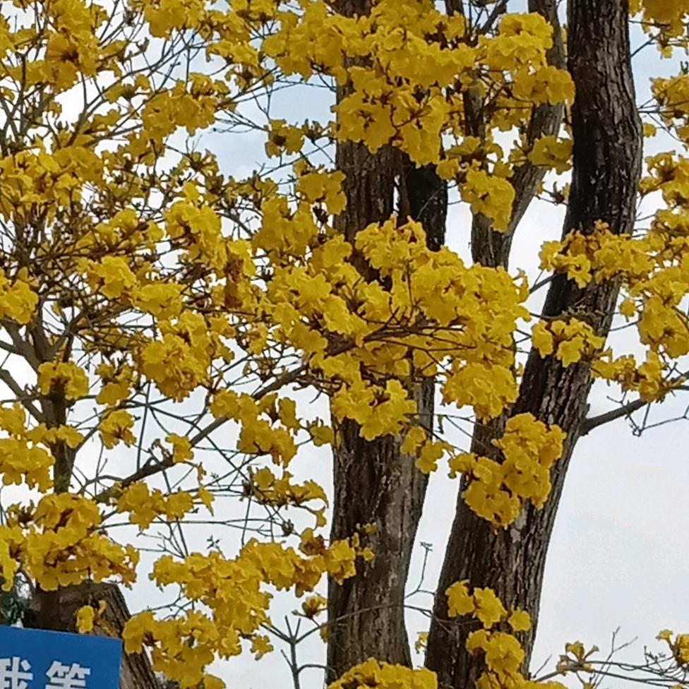 雨过天晴小号(大号上午8.45直播)