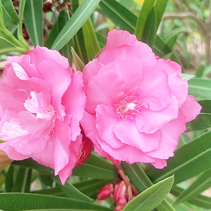 🍀🌻💰好运常在💰🌻🍀