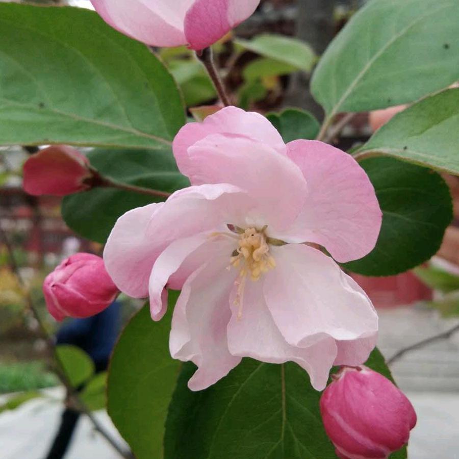 樱花飘飘🌸
