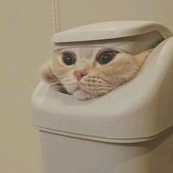 大狗猎奇食