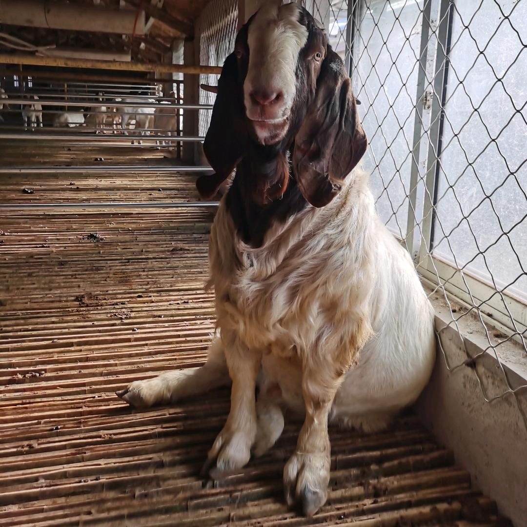 波尔山羊繁殖基地