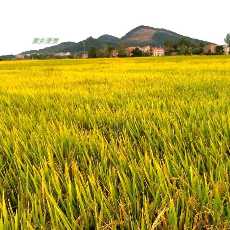 大观田园