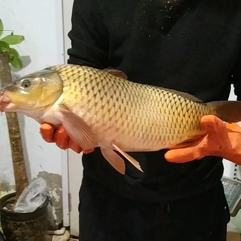 托县鱼妹  托县特产