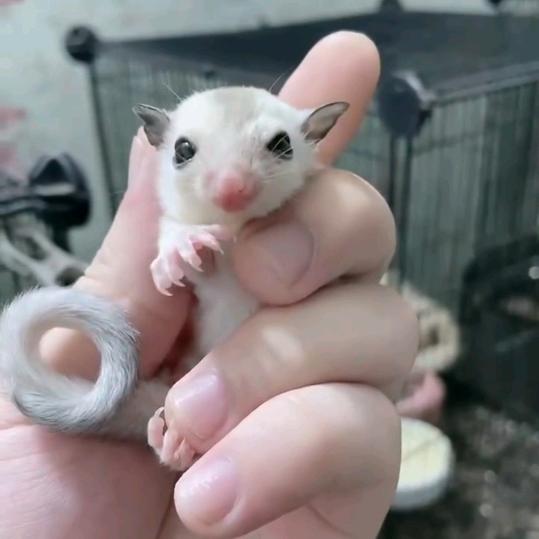 家有萌宠