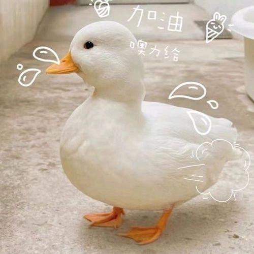 中国🇨🇳国家发展宠物类行业自律得人