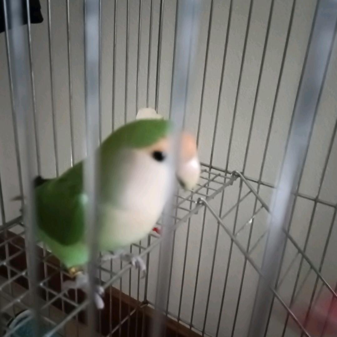 姚