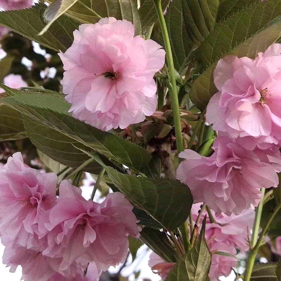 出水芙蓉