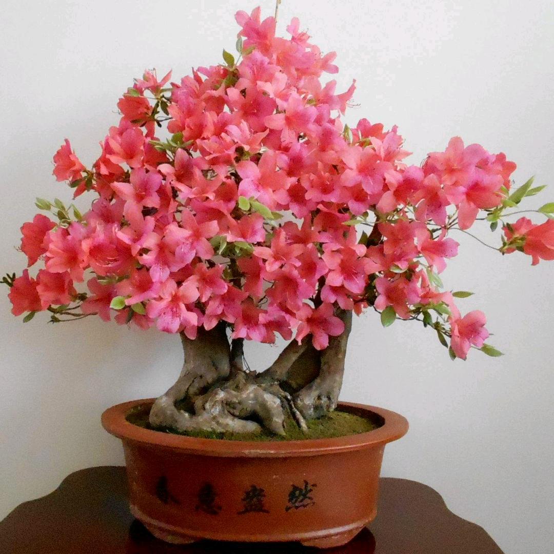 兵哥盆景树桩