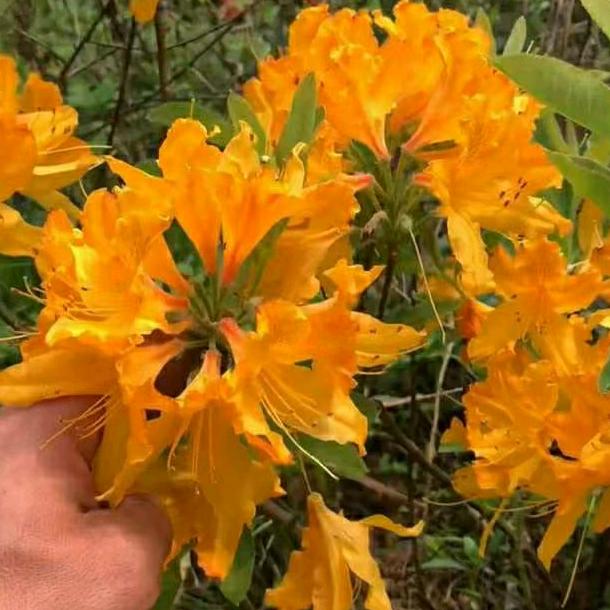 信州区年寿台球厅