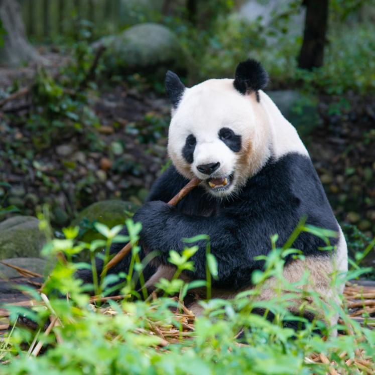 你有一个不确定的明天