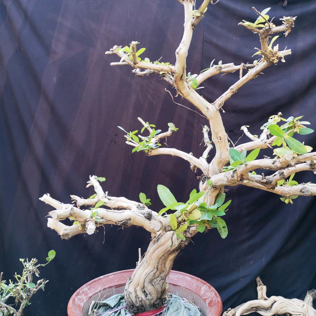 金银花老桩盆景花卉坊
