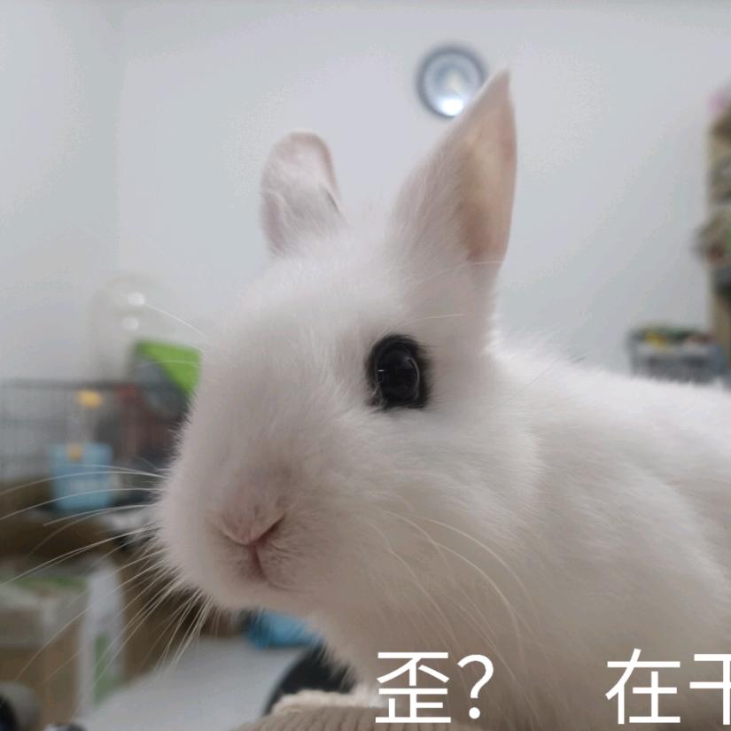 奶酪瓜子仁