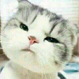 梦幻新诛仙白夜