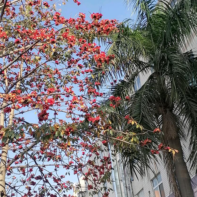茉莉花开