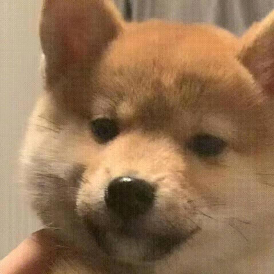 一只小木朱