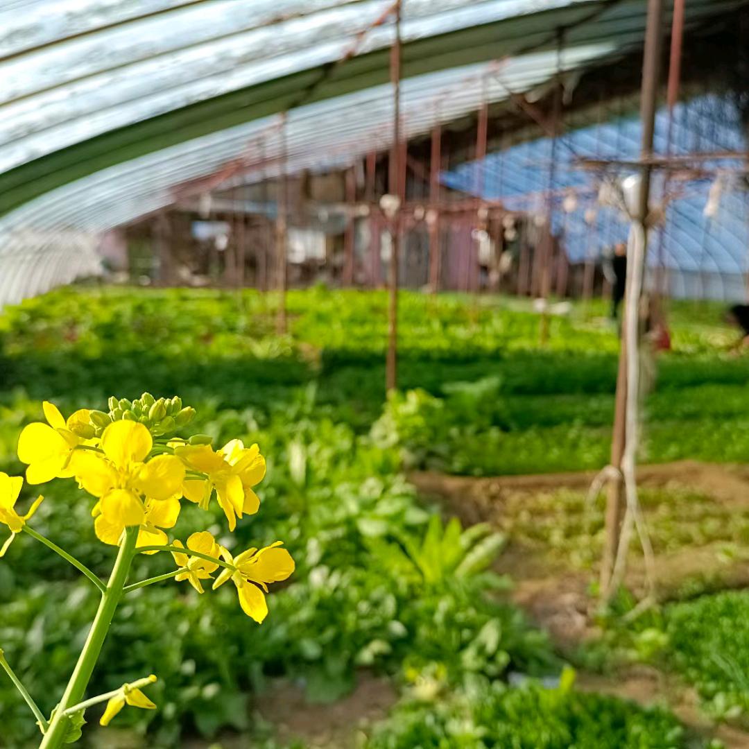 凤强生态农家院