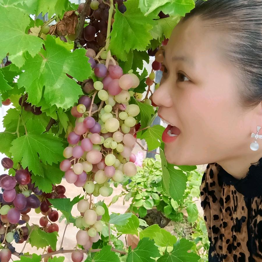 陈大红梅