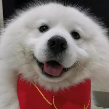 💕豆豆是个惹事精