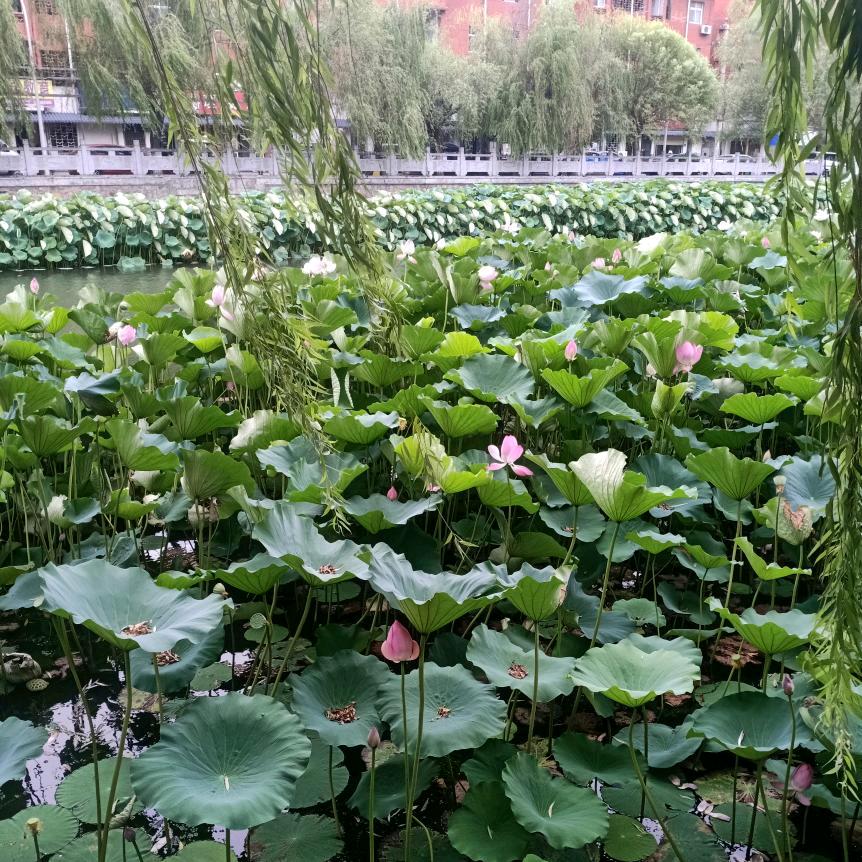 寂寞的梧桐树