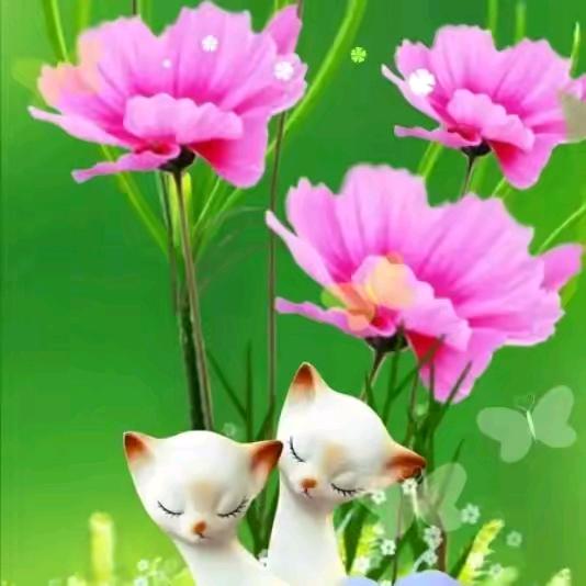 红牡丹🌹