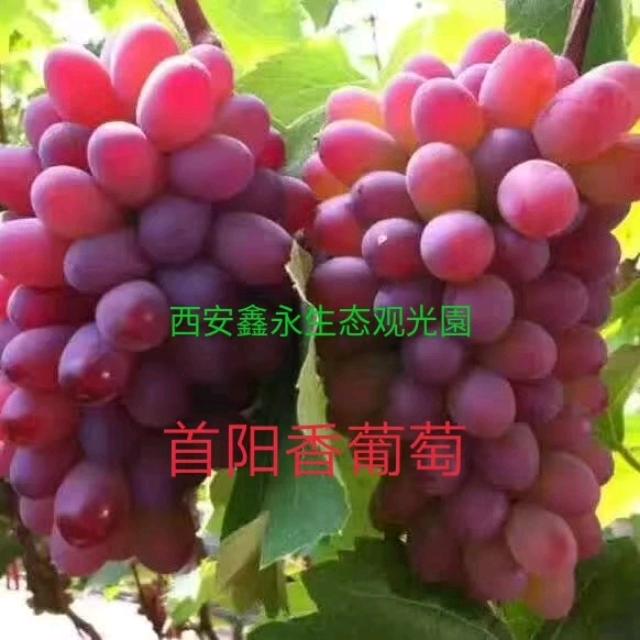 鑫永生态观光园