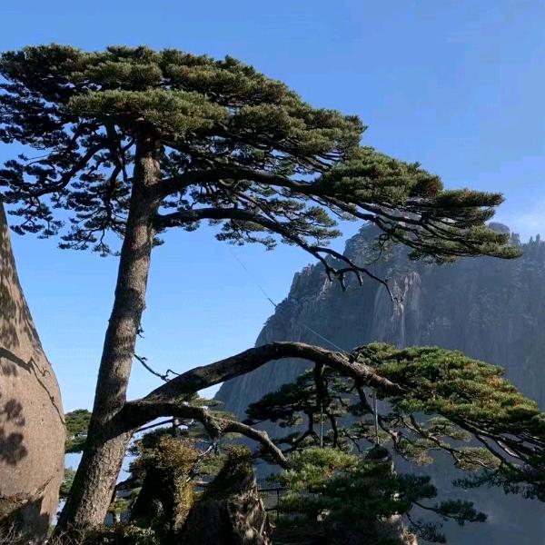 用户387821农村人