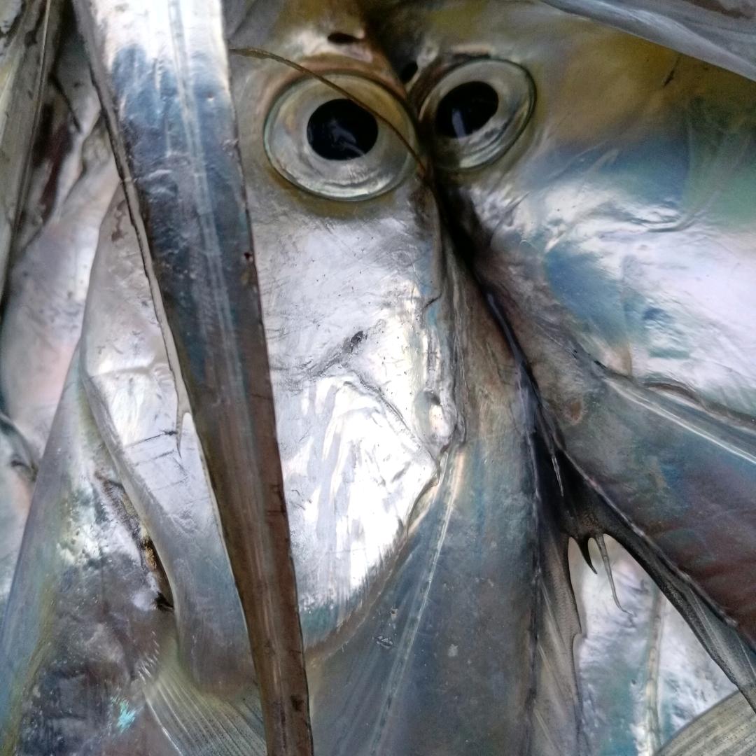 福建马尾海鲜批发市场代理商行