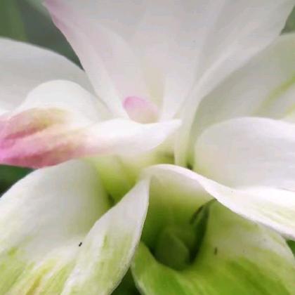 🉑🉑💗💗叶子