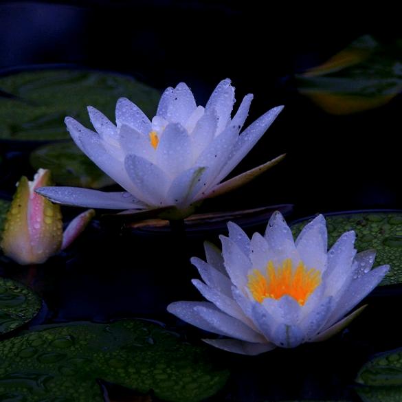 ꧁꒰ঌ雪💞儿໒꒱꧂